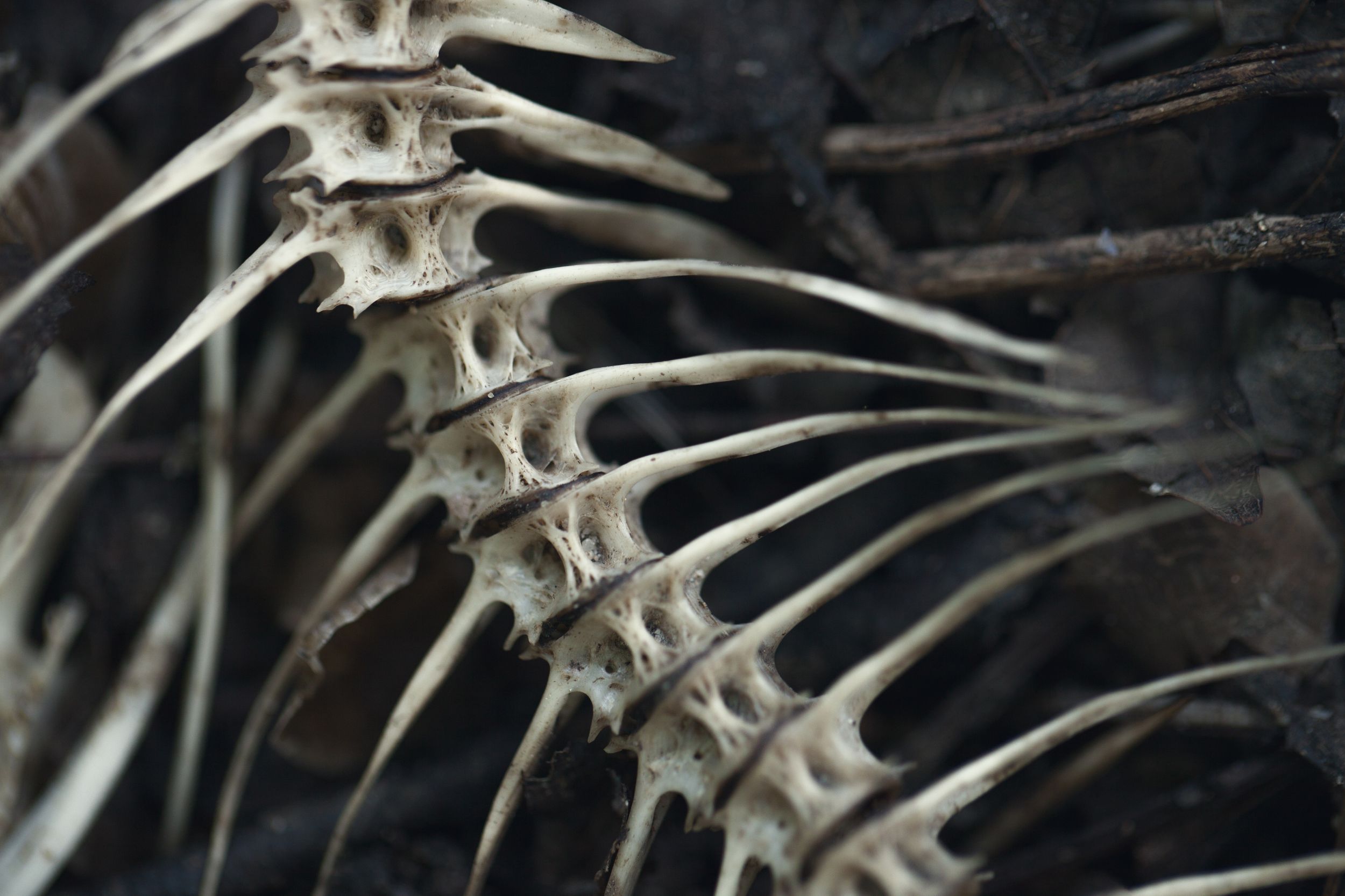 Detailed view of curved animal rib bones and vertebrae against dark background.