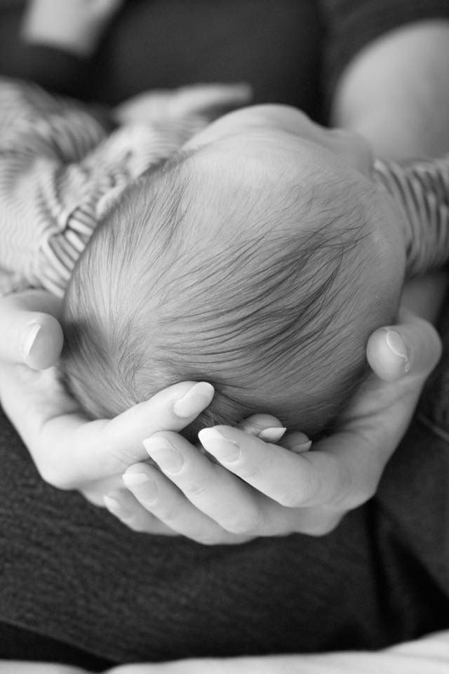 Tip of Newborn's head, held by mother's hands in Erie Colorado