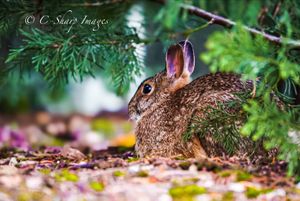 Nature photography in soft focus showing green foliage and branches.