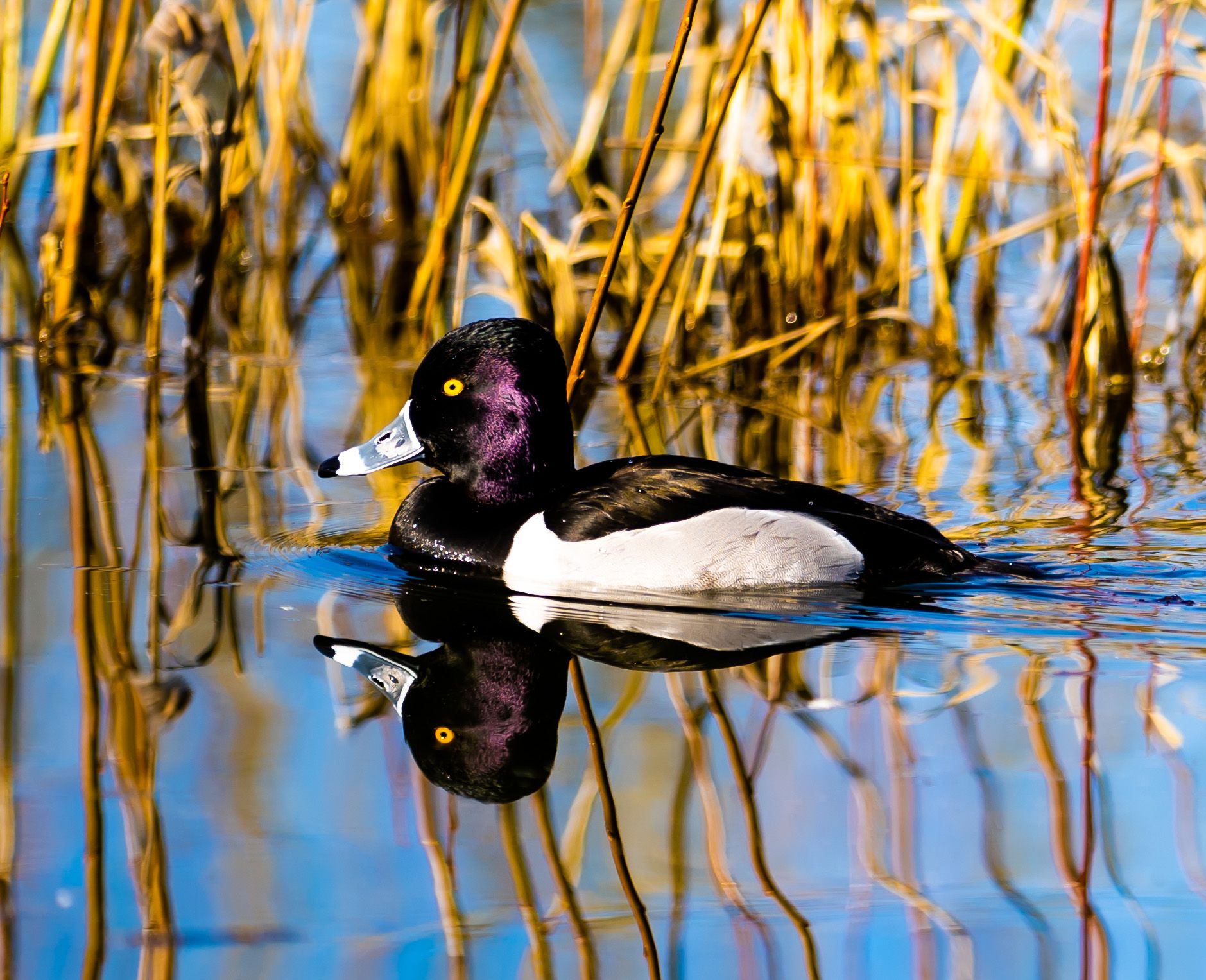 Ring-necked duck swimming in calm water with reflection among golden reeds.