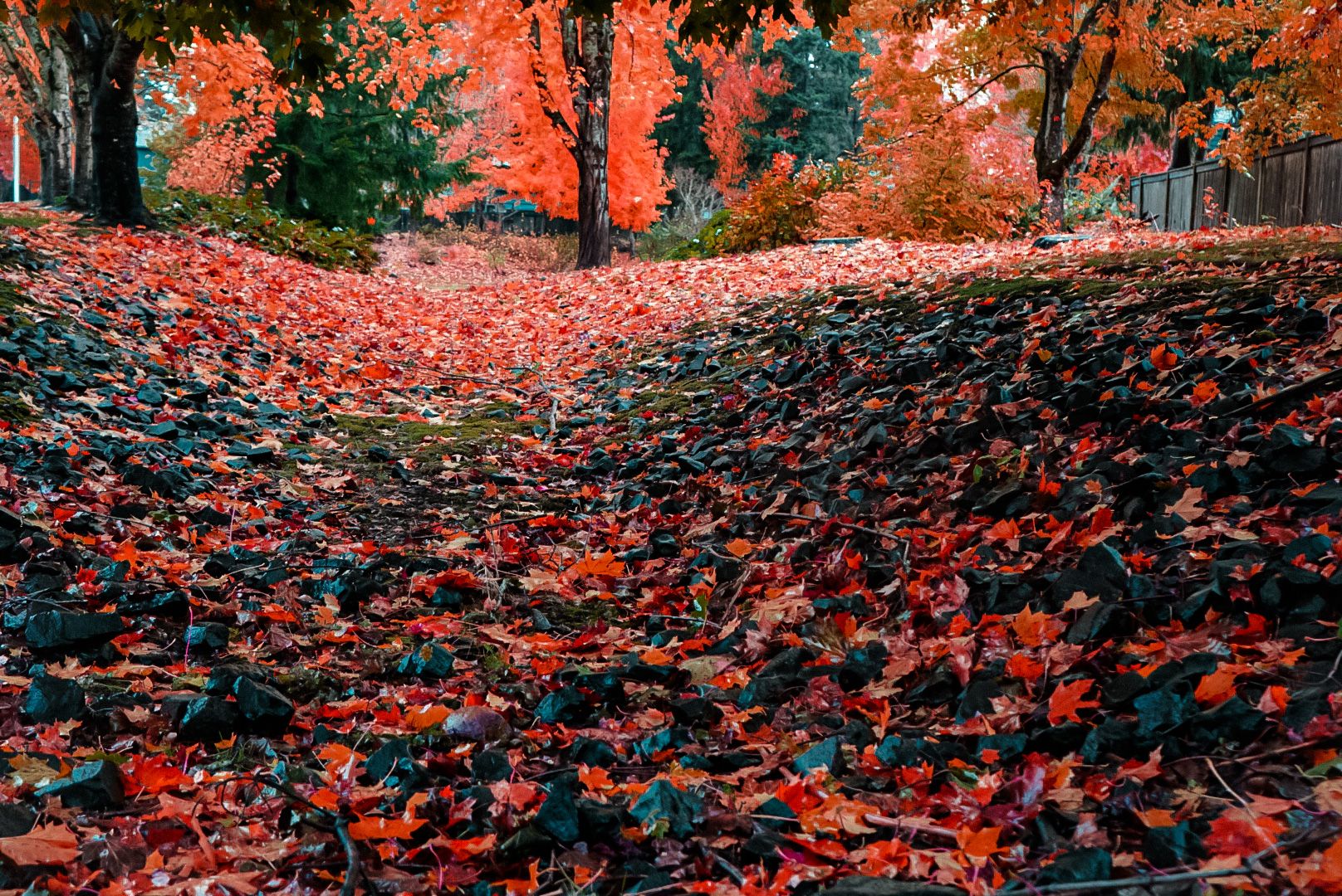 Landscape covered in bright red fallen maple leaves during fall season.