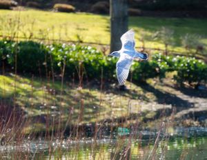 White seagull flying over a pond with garden landscape in background.