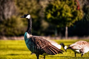 Group of Canadian geese walking across a sunlit grassy field.