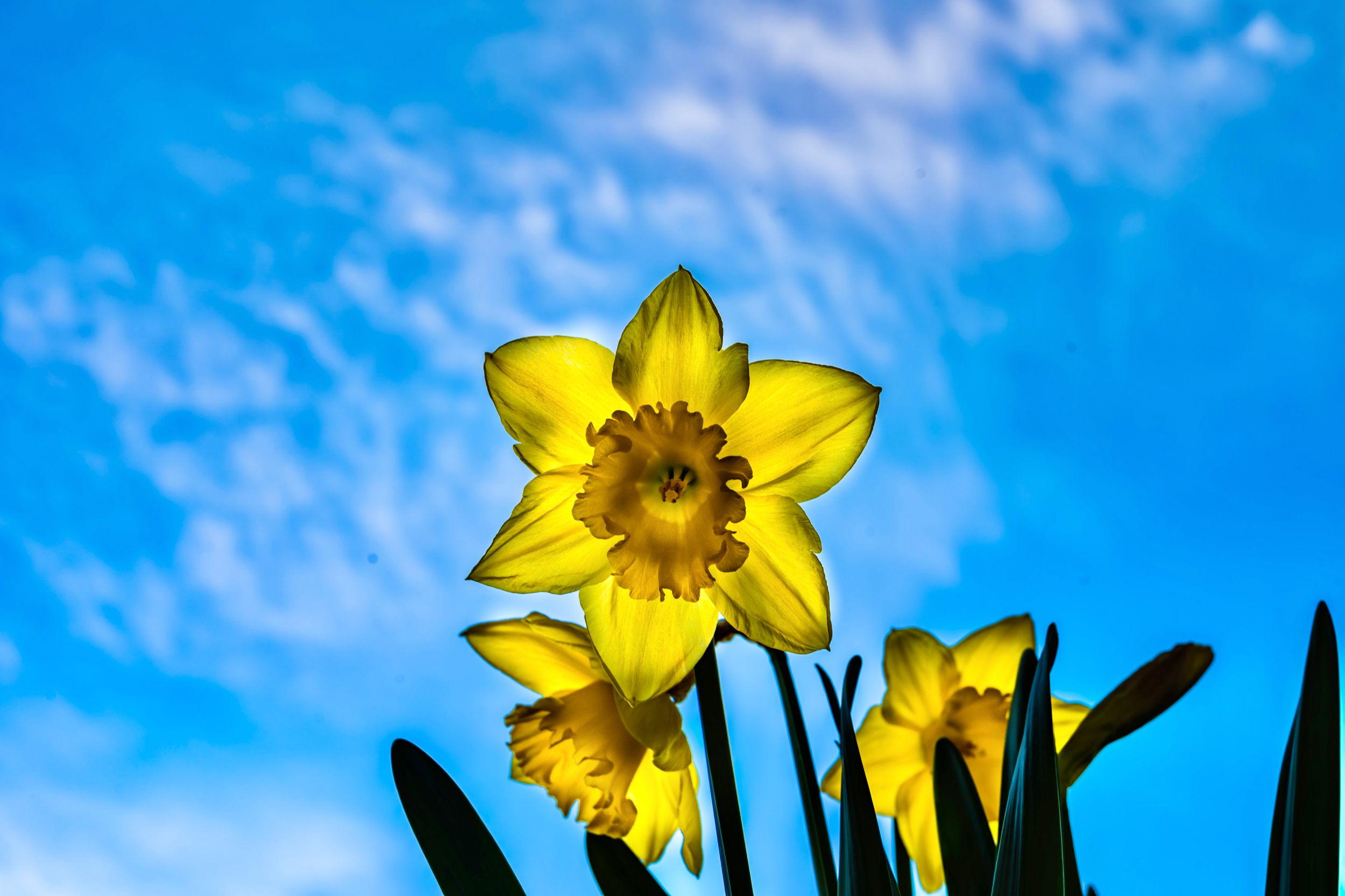 A bright yellow daffodil flower blooms against a vivid blue sky with wispy clouds.