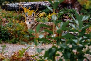 Small wild cat peering through green foliage in natural habitat.