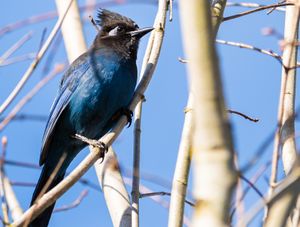 A bright blue Steller's jay bird perches on a bare branch against a light blue sky.