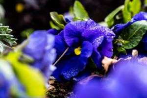 Vibrant purple pansy flower with water droplets on petals against dark background.