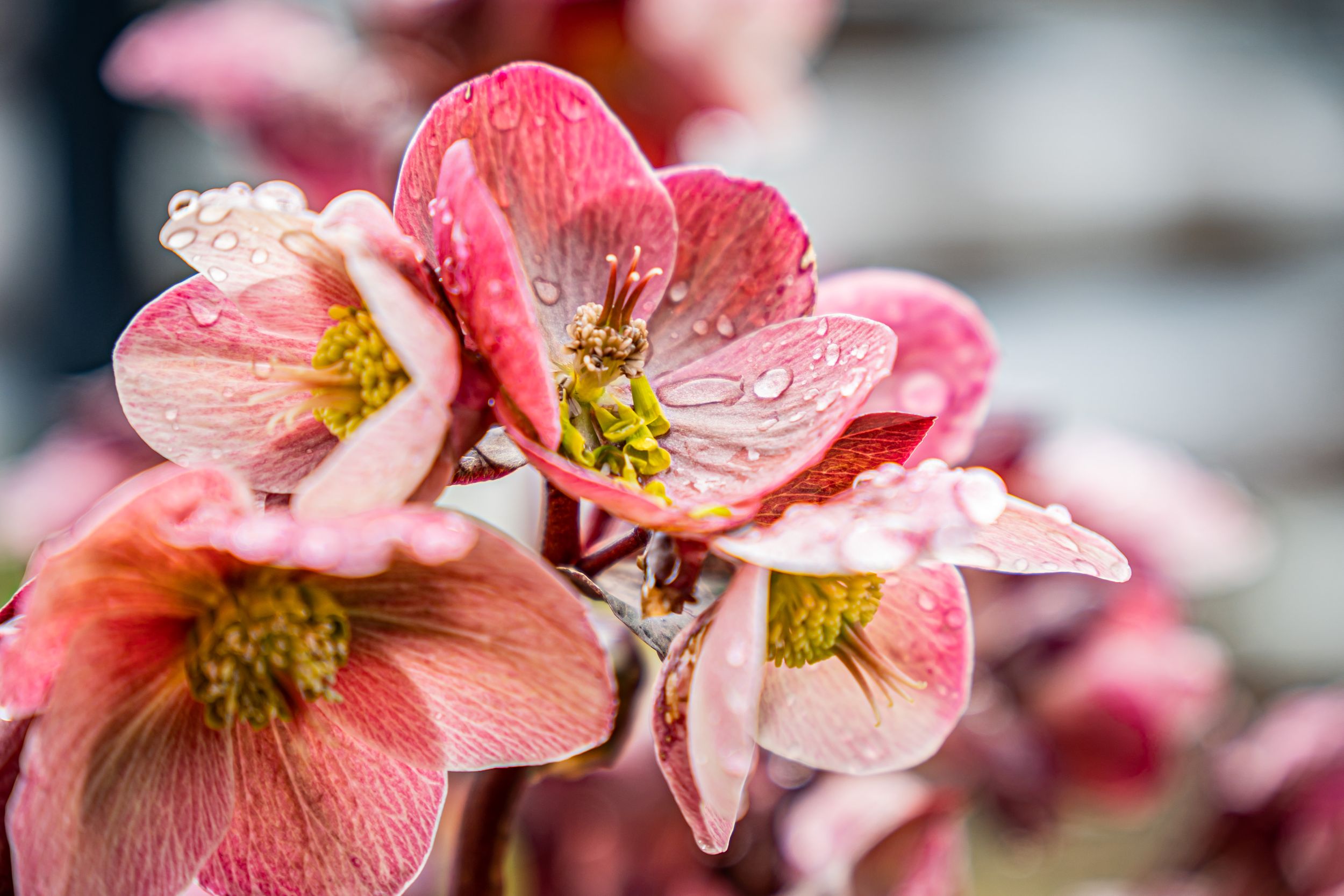 Pink quince blossoms with delicate petals and yellow stamens covered in morning dew.