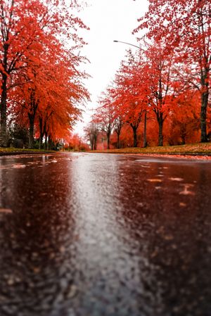 Rainy street lined with vibrant red autumn trees.
