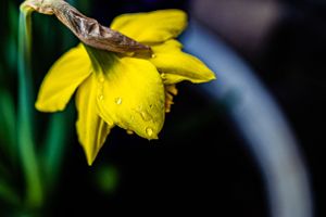 A yellow daffodil flower with water droplets glows against a dark background.
