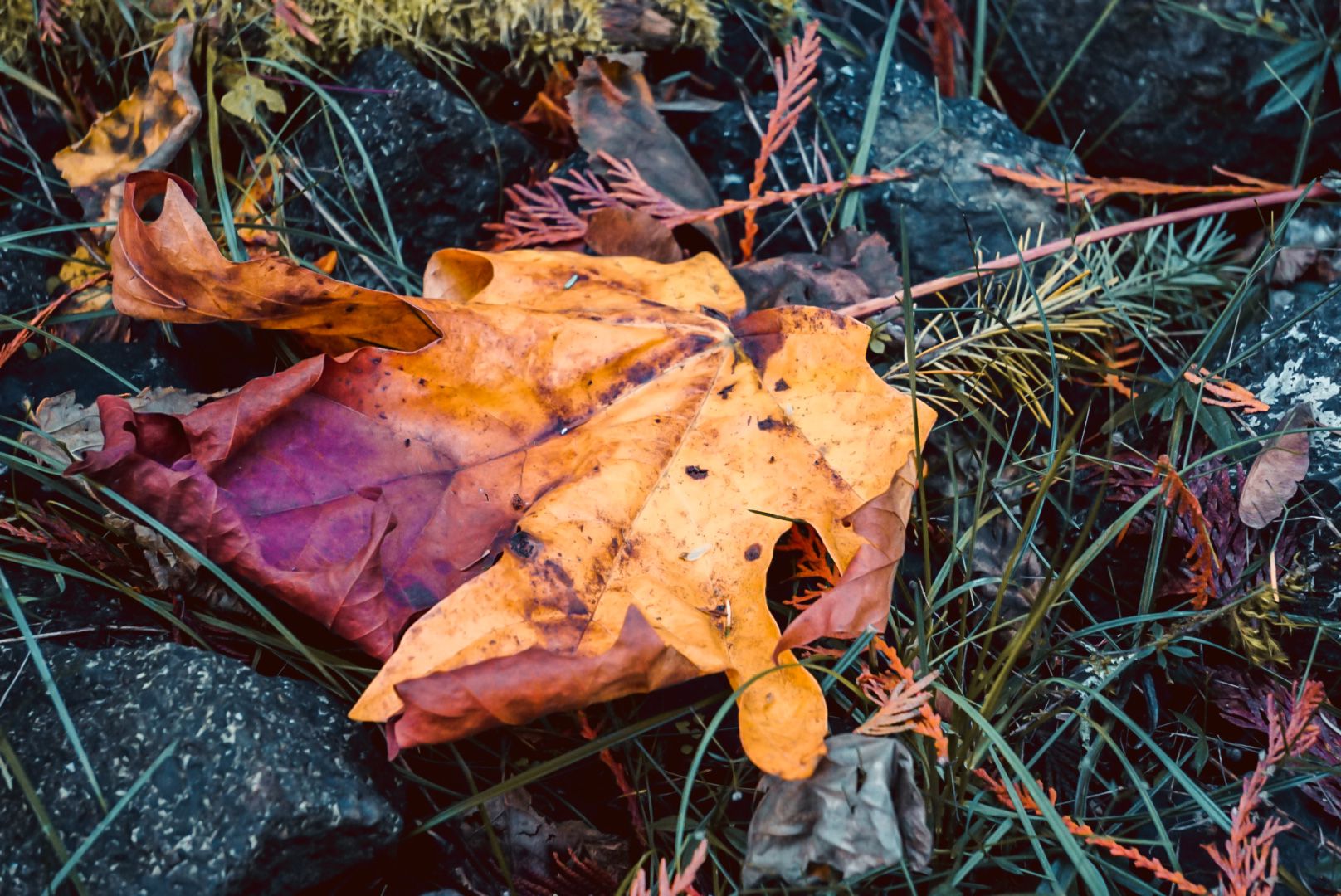 Autumn maple leaves scattered on dark forest ground.
