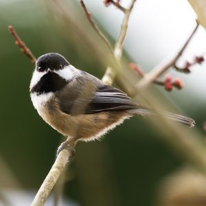 Black-capped chickadee perched on thin branch with soft green background.