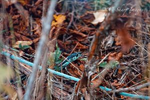 Close-up of dried twigs and branches with turquoise highlights.