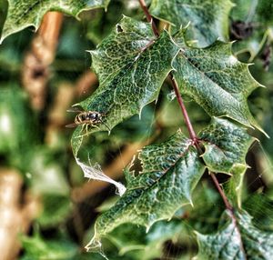 Detailed macro shot of glossy holly leaves with water droplets.