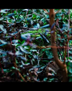 Dense green foliage creates an abstract pattern in a forest setting.