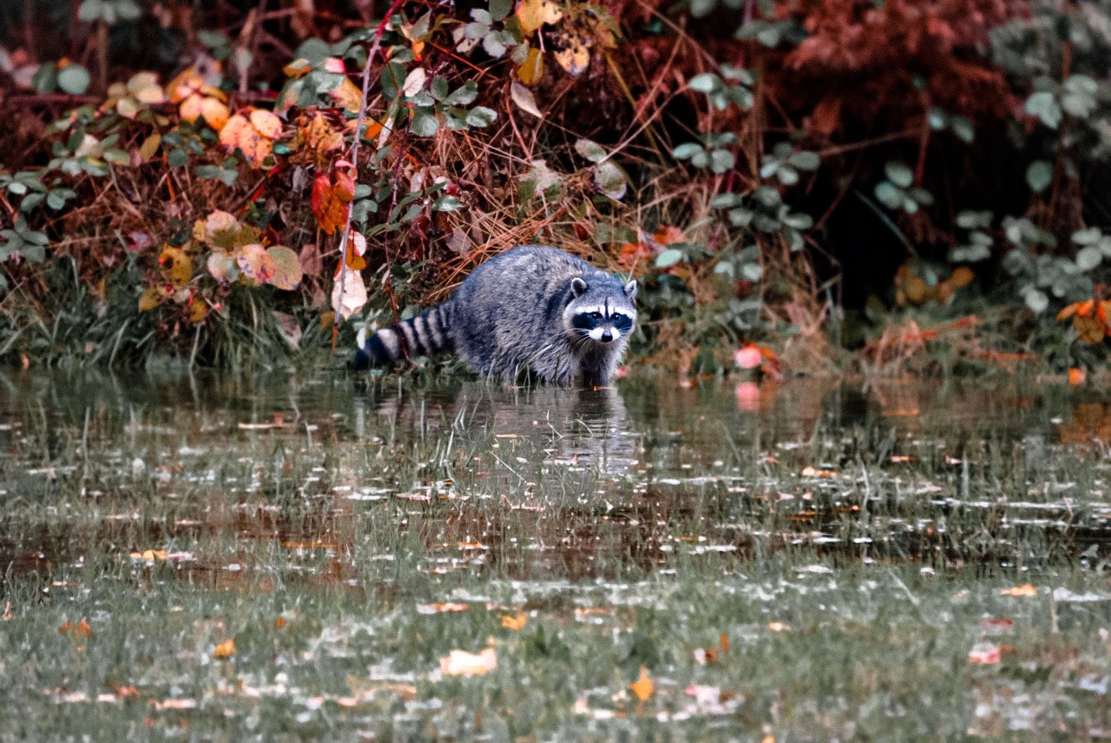 Raccoons foraging among autumn leaves and fallen foliage.