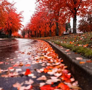 Wet sidewalk covered in fallen red maple leaves during autumn.