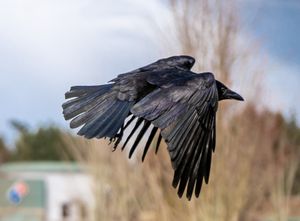 Black crow in flight with wings spread wide against cloudy sky.