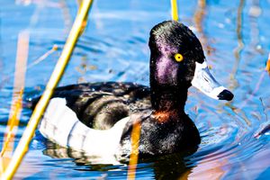 Ring-necked duck swimming in blue water among yellow reeds.