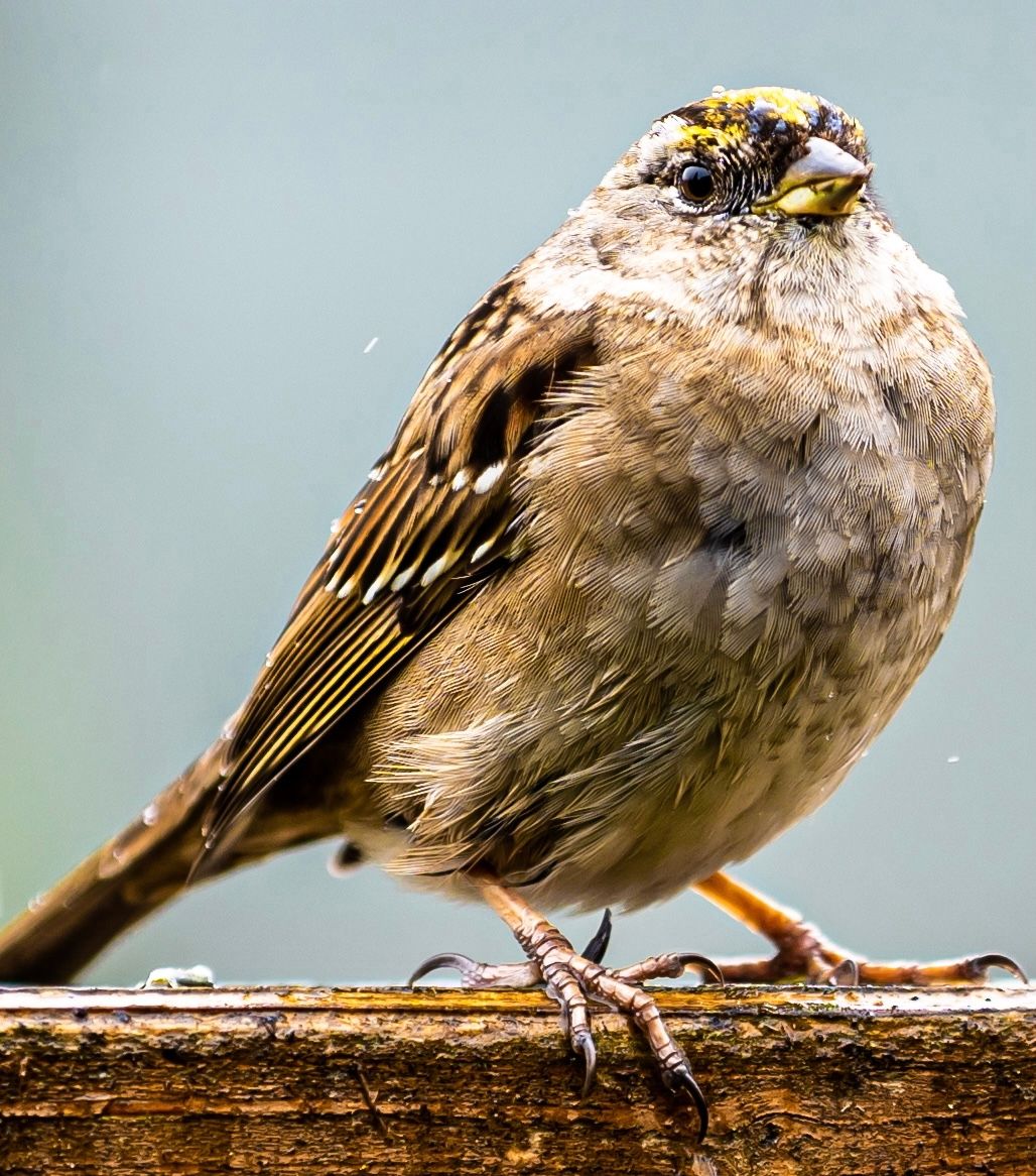 Close-up portrait of a sparrow perched on wood showing detailed feathers and beak.