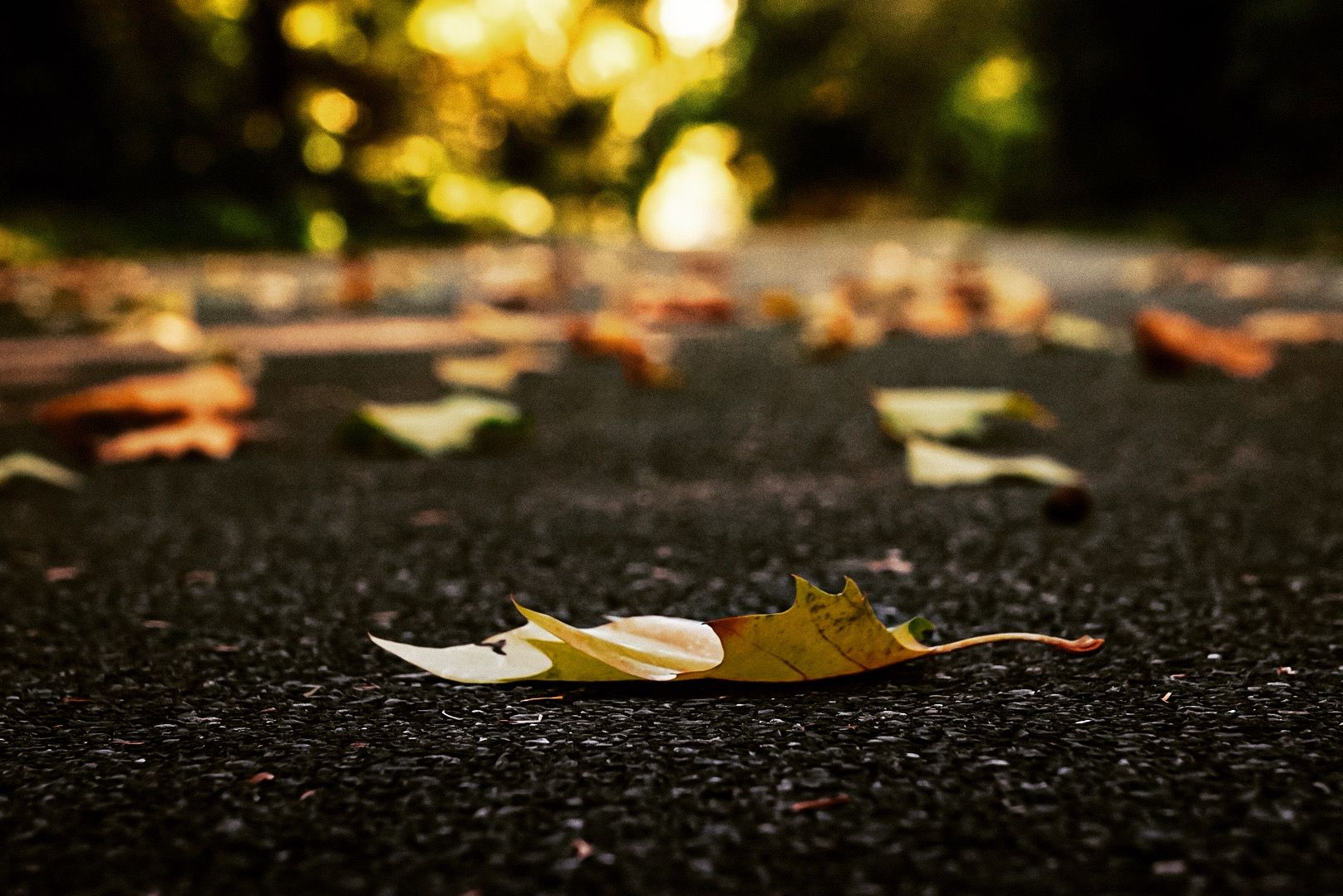 Fallen autumn leaf on dark asphalt with bokeh lighting in background.