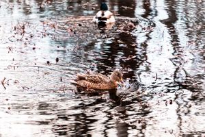 A duck swims peacefully in rippling water creating reflective patterns.
