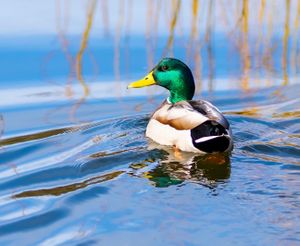 Mallard duck with iridescent green head swimming in blue water near reeds.