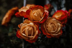 Orange and red roses arranged in a panoramic view against dark background.