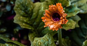 Close-up of bright orange gerbera daisy with detailed center against green background.
