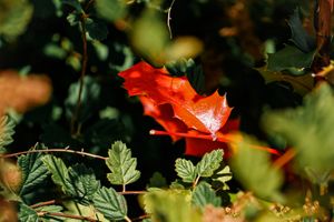 Vivid red maple leaf amid dark green foliage in autumn.