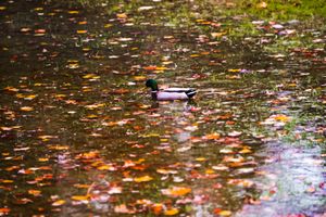 Autumn leaves floating on dark pond water surface.