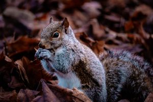 A grey squirrel eating while sitting among fallen autumn leaves.