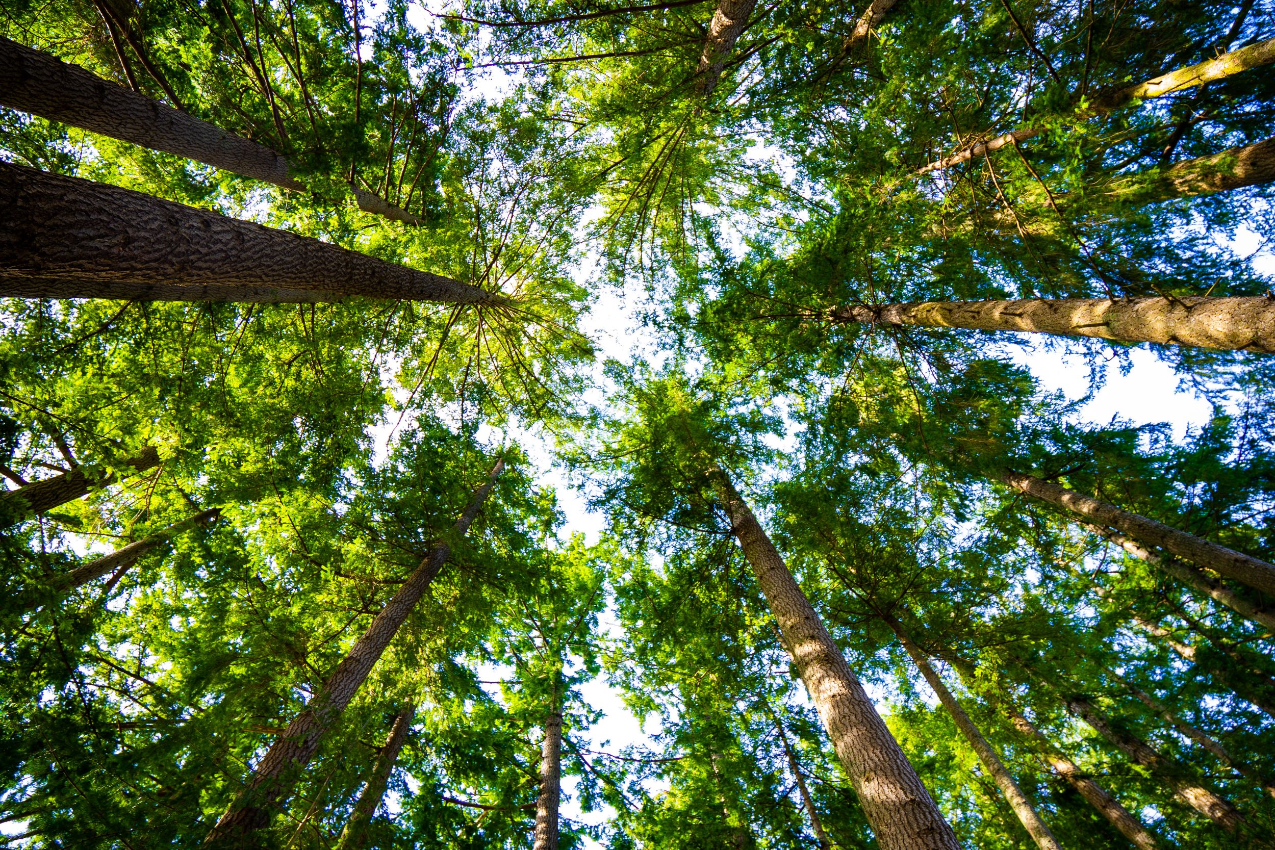 Looking up at tall green trees from ground level with sunlight streaming through the canopy.