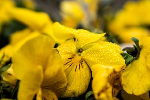 Close-up of yellow pansy flowers with water droplets on the petals.