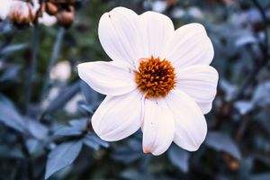 White daisy flowers bloom against a dark blurred background.