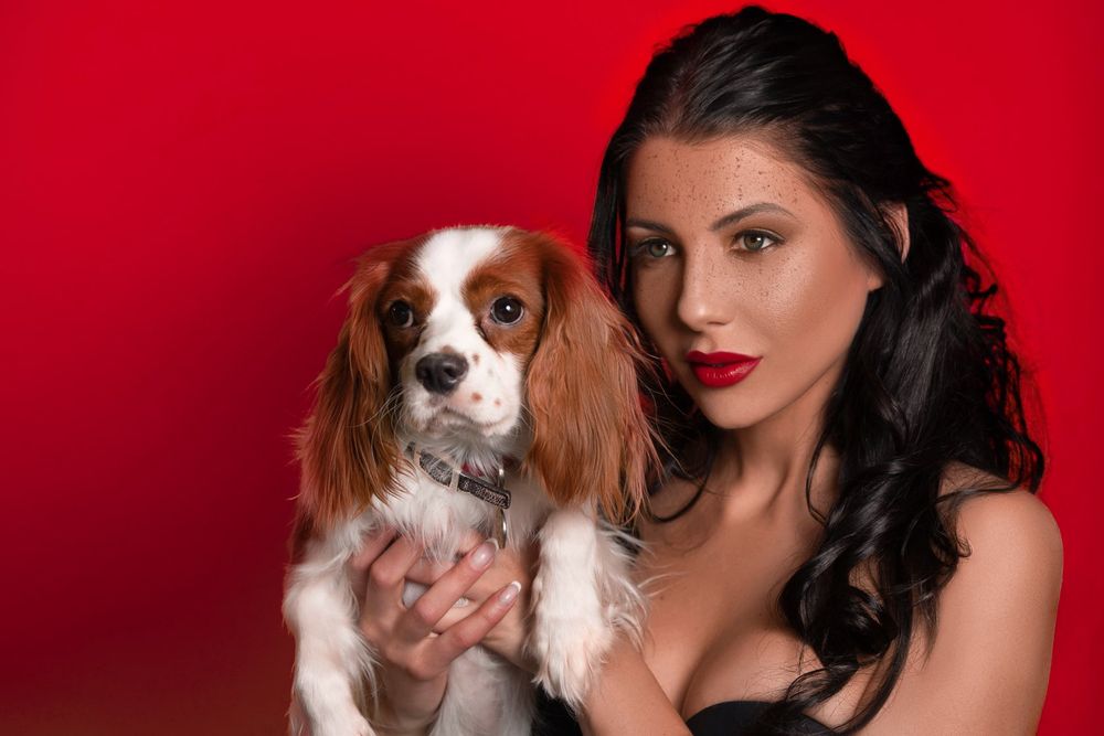 A Cavalier King Charles Spaniel posing against a red backdrop.