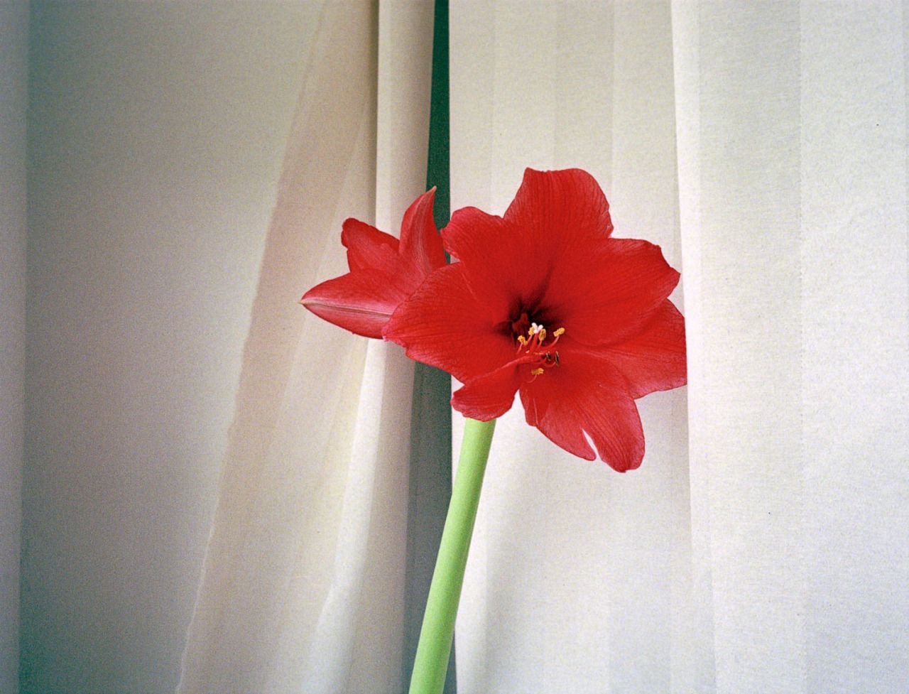 Single red amaryllis flower blooming against a soft white curtained background.