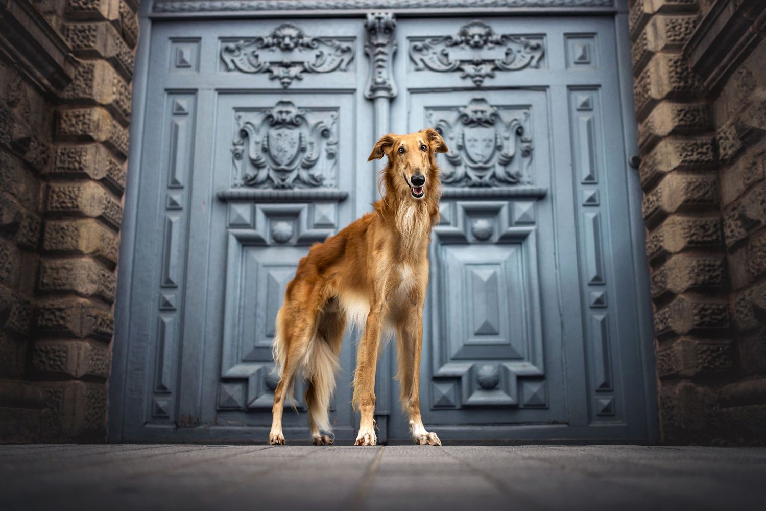 Elegant golden sighthound standing proudly in front of ornate blue baroque door.