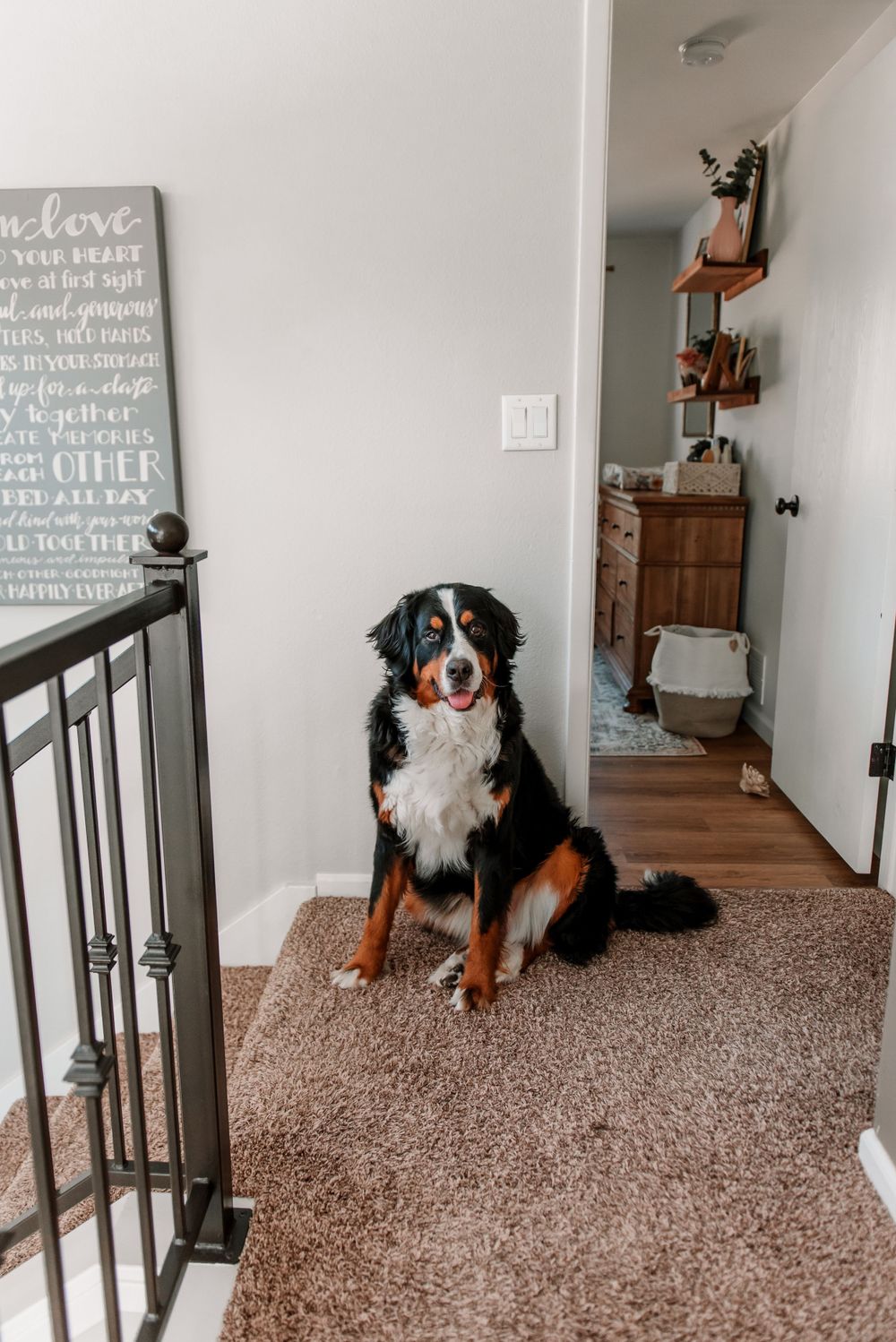 Two Bernese Mountain Dogs sitting on carpeted stairs near wall art in home interior.