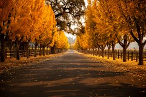 napa valley winery