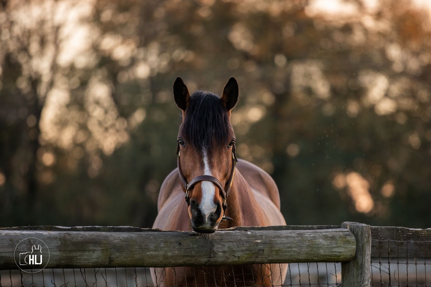 Bay horse looking over wooden fence during golden sunset.