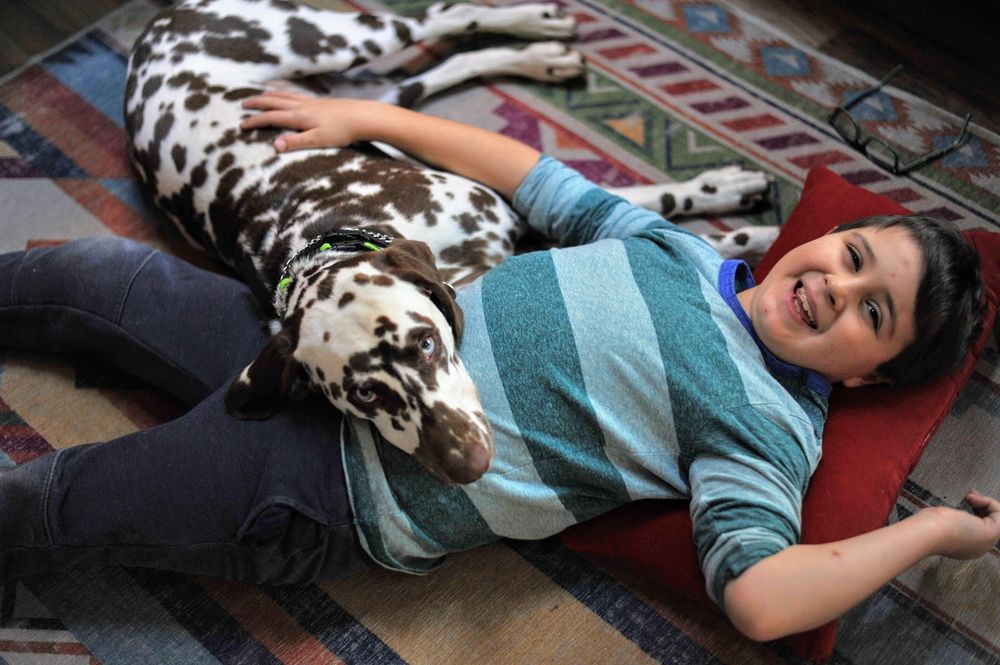 Indoor home lifestyle, boy with dalmatian dog laying down
