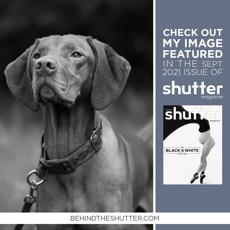 bw vizsla