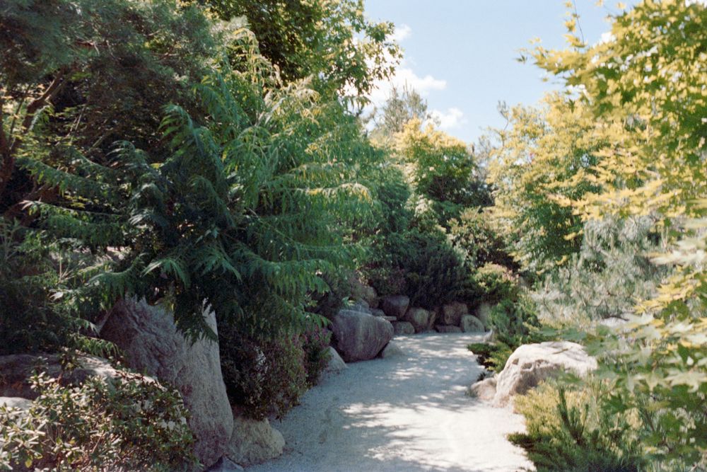 A winding garden path surrounded by lush ferns and tropical plants.