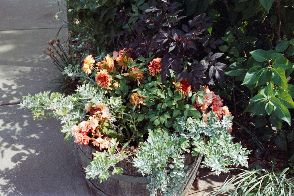 Colorful garden flowers and silvery foliage plants growing in a border along a concrete path.