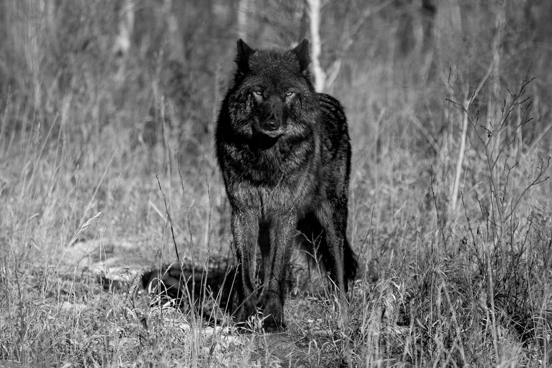Freya a stunning Wolf Dog at Yamnuska