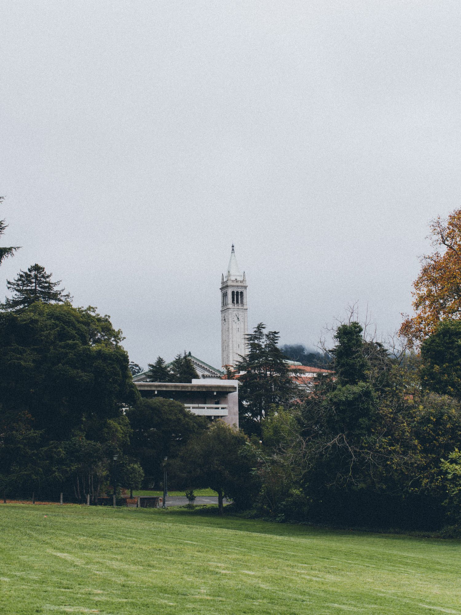 White clock tower rising above trees on foggy university campus grounds.