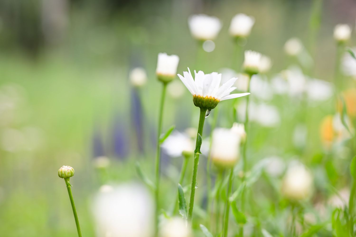 White daisy flower in soft focus with blurred garden background.