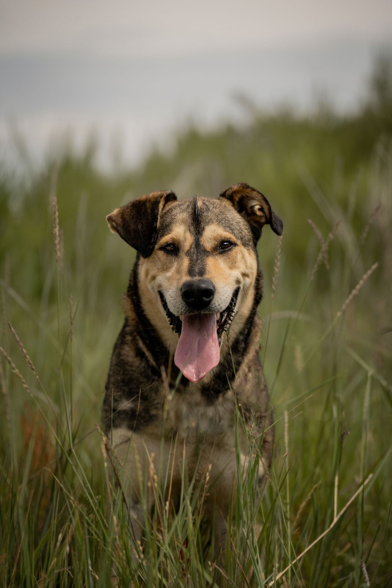 A happy brindle mixed-breed dog sits in tall green grass with tongue out, portrait shot in natural outdoor setting for the BC SPCA