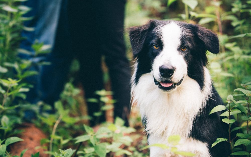 A happy Border Collie with distinctive black and white fur smiling at the camera in a garden setting.